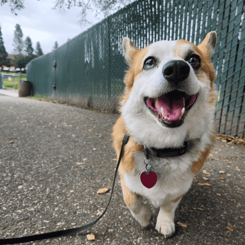 Dog Walking Santa Cruz County